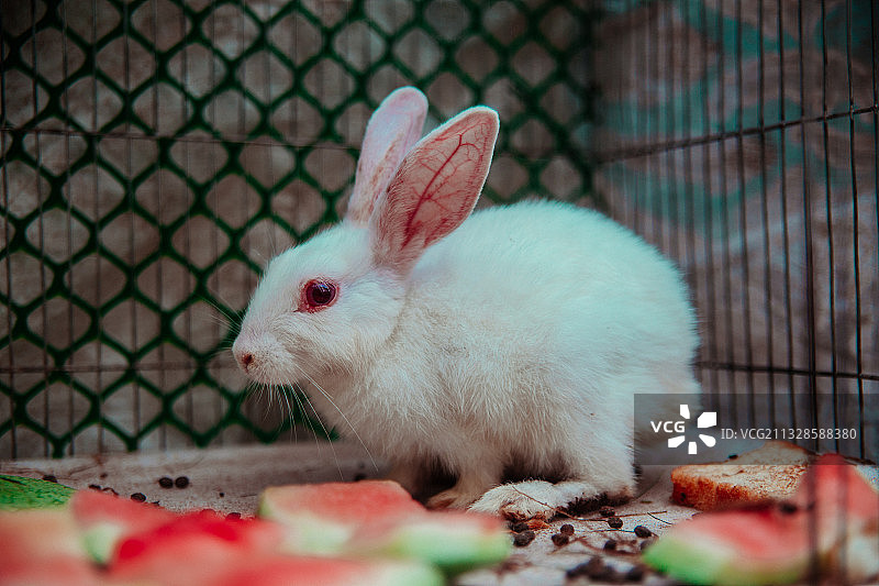 野战兔子的特写图片素材