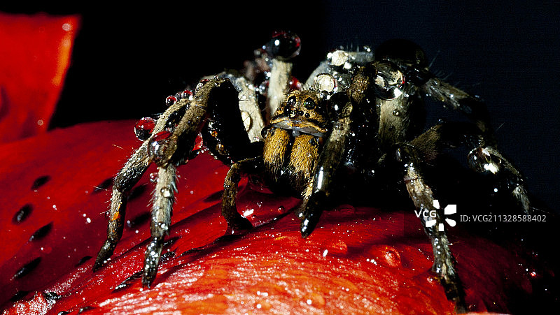 蜘蛛网上的蜘蛛特写图片素材