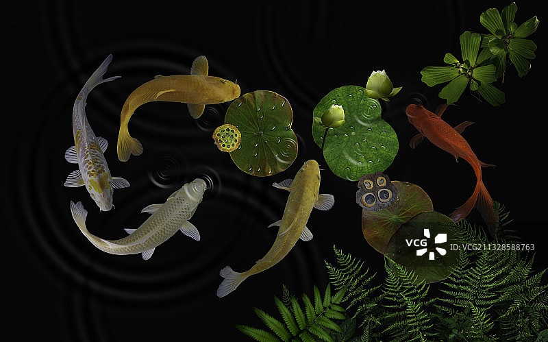 俯视角度拍摄的黑色背景植物图片素材