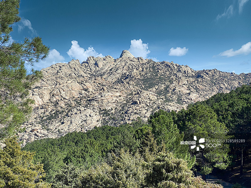 西班牙马德里树木仰视角度图片素材