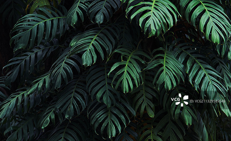 棕榈树叶的完整画面图片素材