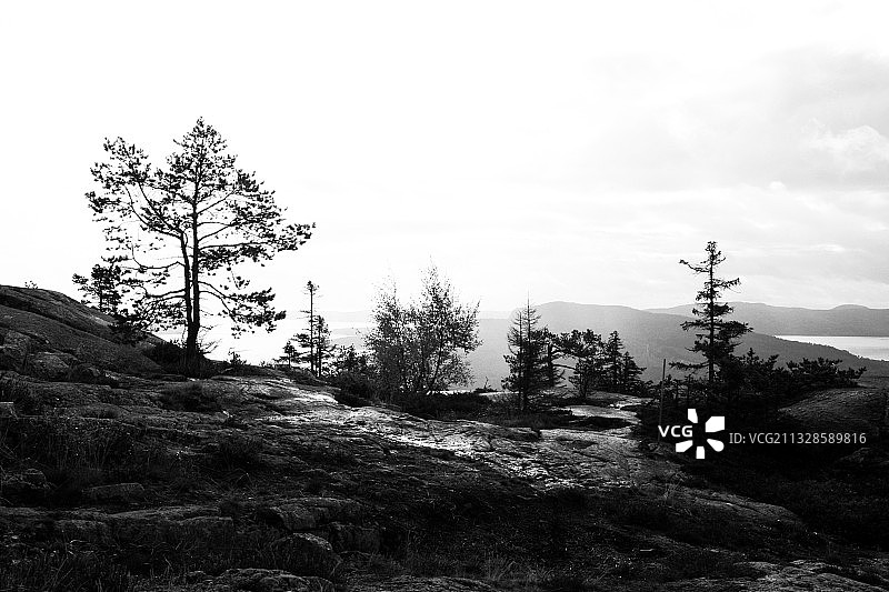 瑞典多克斯塔，斯科勒贝尔格山上的树木景观图片素材