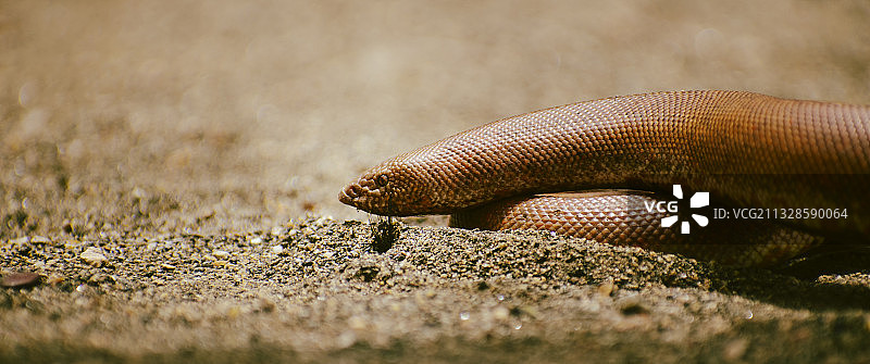 印度泰米尔纳德邦蒂鲁普尔的田野上的蟒蛇特写图片素材