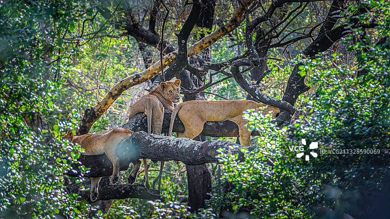 坦桑尼亚，马尼亚拉湖国家公园森林中的两只鹿图片素材