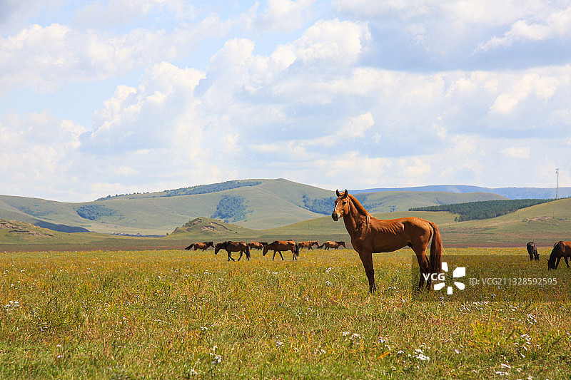 内蒙古草原马群图片素材