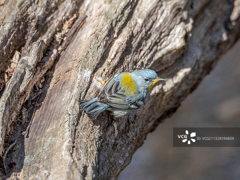 栖息在树干上的鸣禽特写，美国图片素材