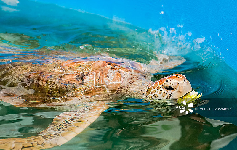 澳大利亚昆士兰州菲茨罗伊岛海龟游泳高角度视图图片素材