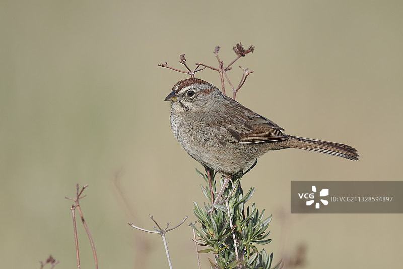鸣禽栖息在植物上，美国加利福尼亚州圣贝纳迪诺特写图片素材