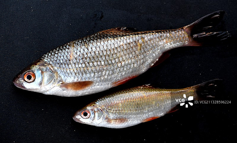 法国蒙卡雷黑色背景上的鱼类特写图片素材