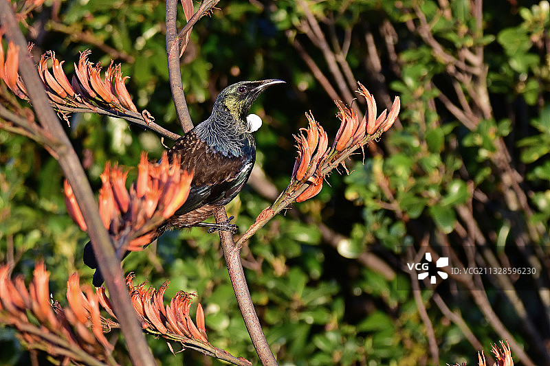 栖息在树上的蜜雀特写，新西兰惠特福德图片素材