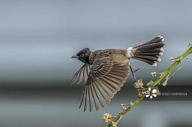 印度飞鸟湖泊特写图片素材