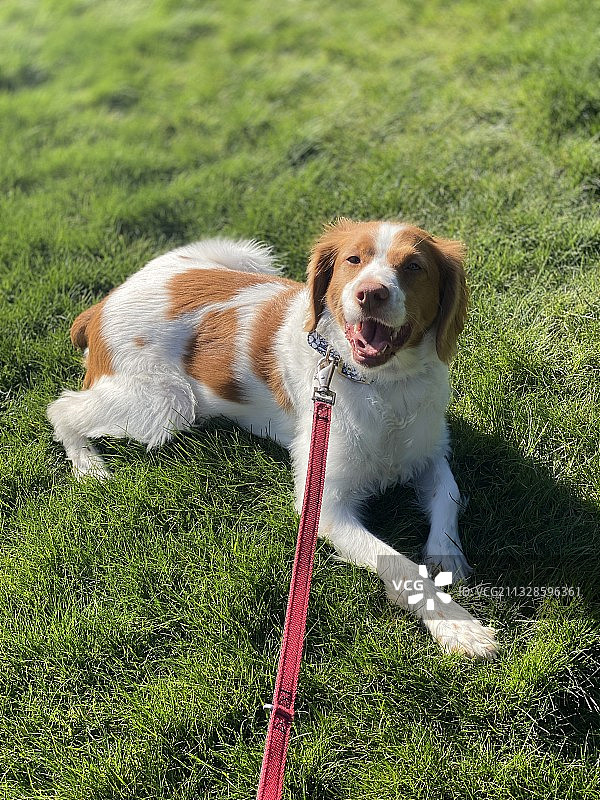 布列塔尼猎犬的俯视图图片素材