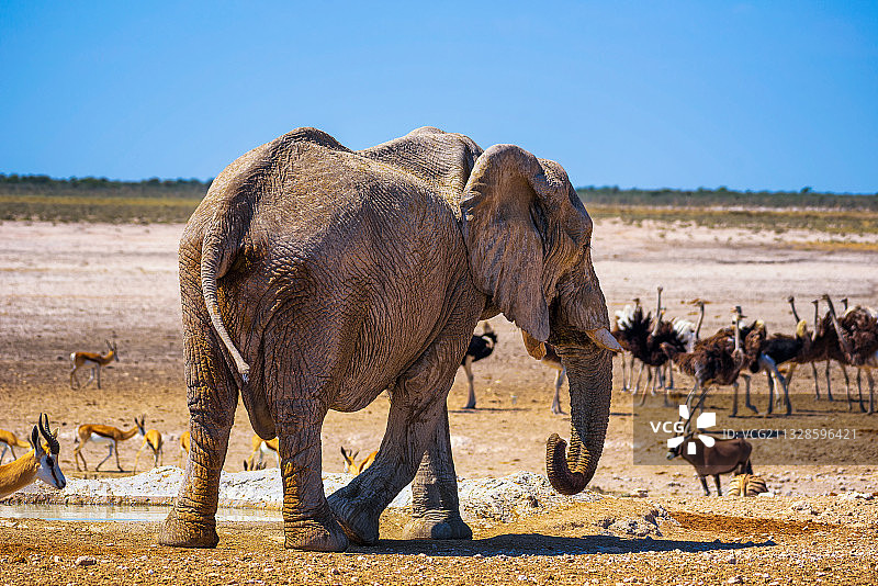 纳米比亚埃托沙国家公园中被野生动物环绕的大象图片素材