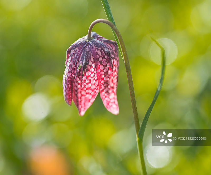 荷兰哈勒姆的红色花朵特写图片素材