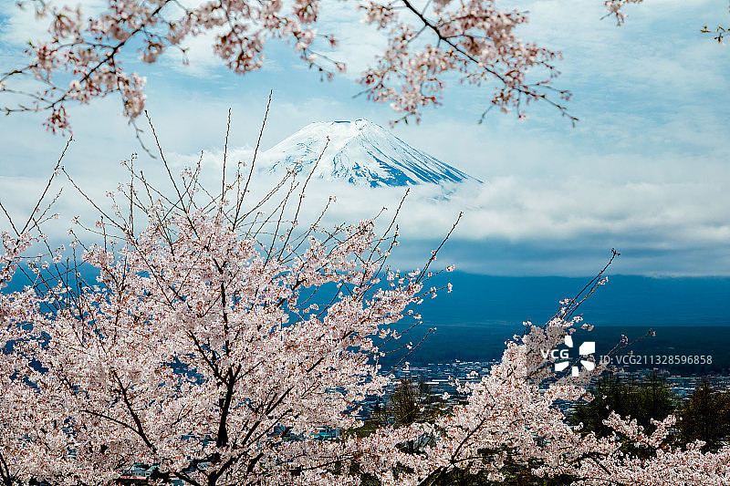 仰视视角：以天空为背景的樱花图片素材
