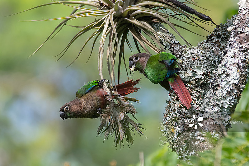 栖息在树上的鸟类特写，阿根廷胡胡伊省圣萨尔瓦多图片素材