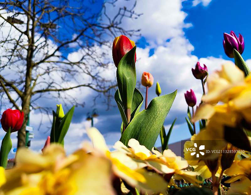 黄色植物特写，以天空为背景图片素材