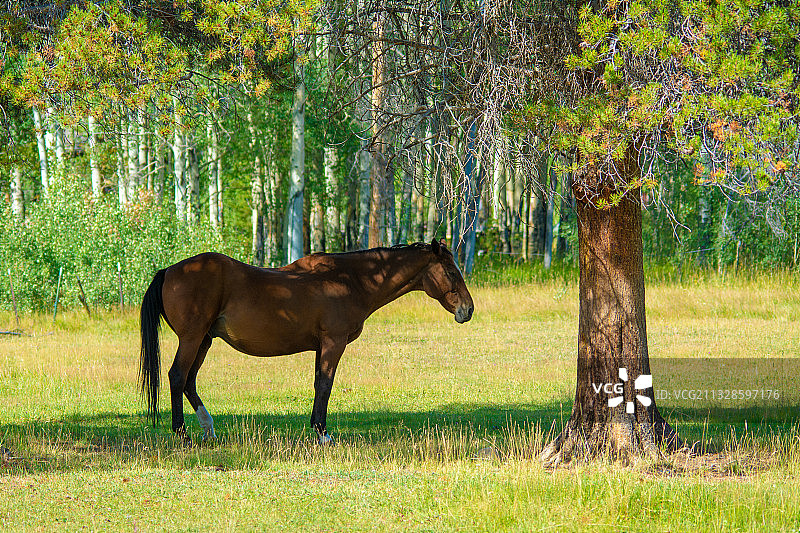 纯种马站在草地上的侧面照图片素材