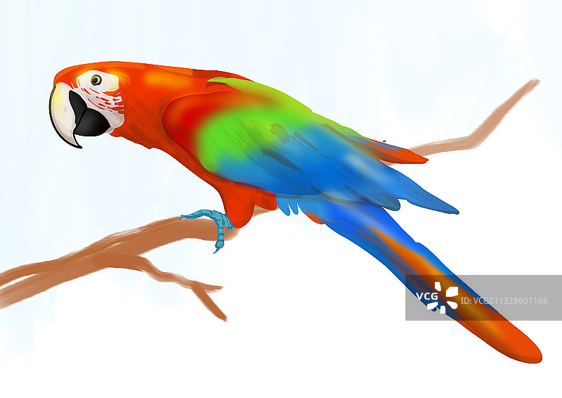 写实手绘插画金刚鹦鹉图片素材