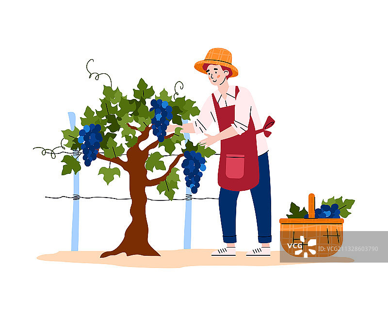 农民采摘葡萄用于葡萄酒生产图片素材