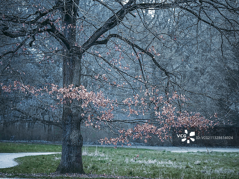 德国汉诺威公园樱花树图片素材
