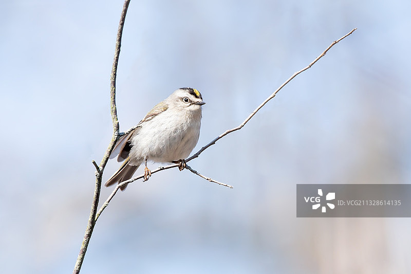 一只大山雀，加拿大龙多省立公园图片素材