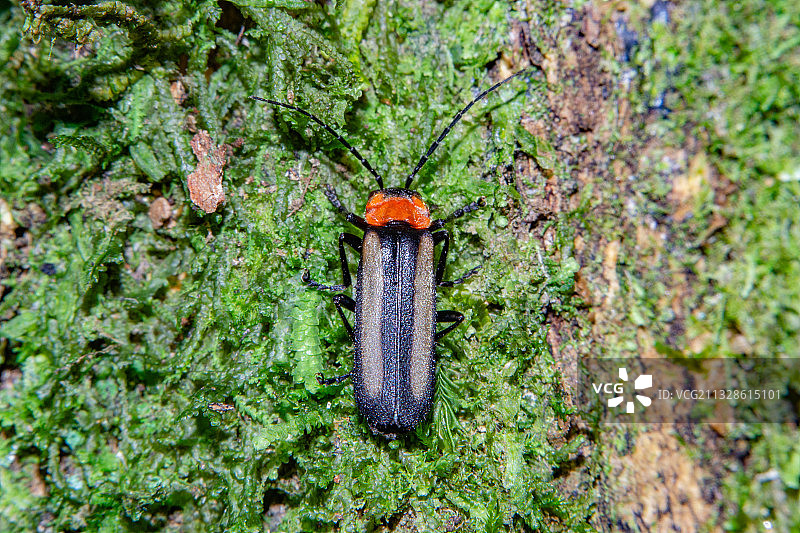 巴西伊塔蒂亚亚树干上的昆虫特写图片素材