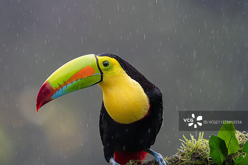 犀鸟栖息在树枝上的特写图片素材