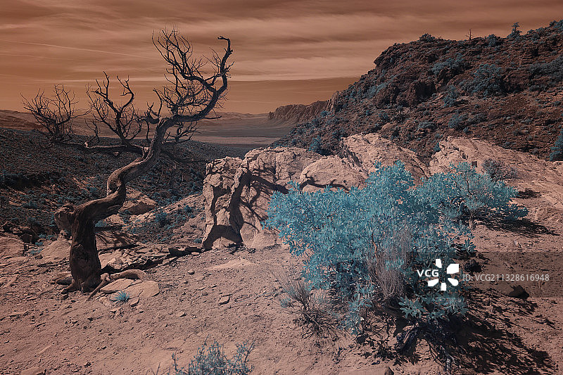 内华达州红石峡谷日落时分的树木美景图片素材