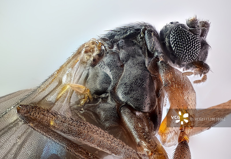 白色背景下的蜘蛛特写图片素材
