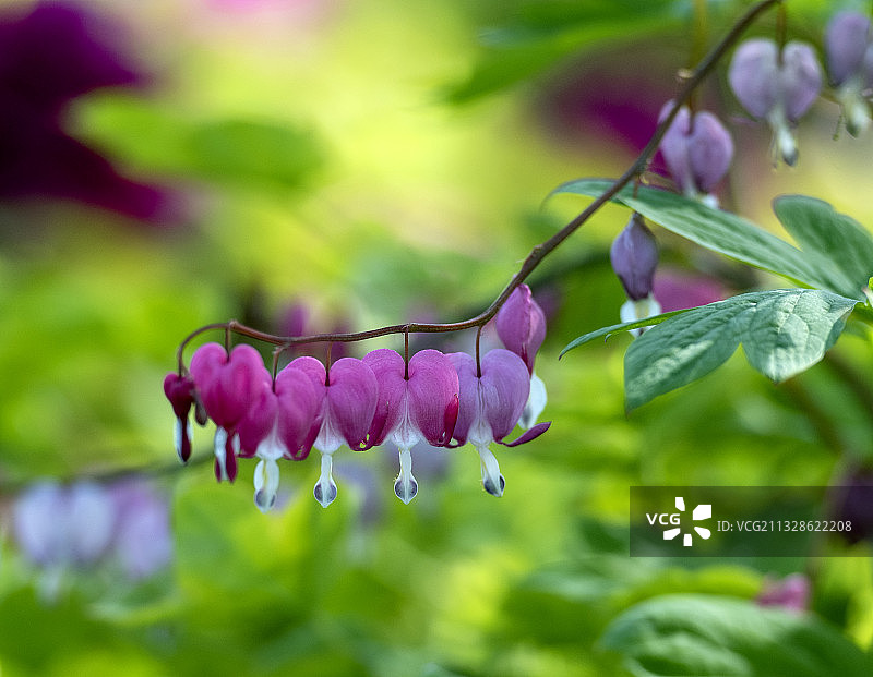 荷包牡丹图片素材