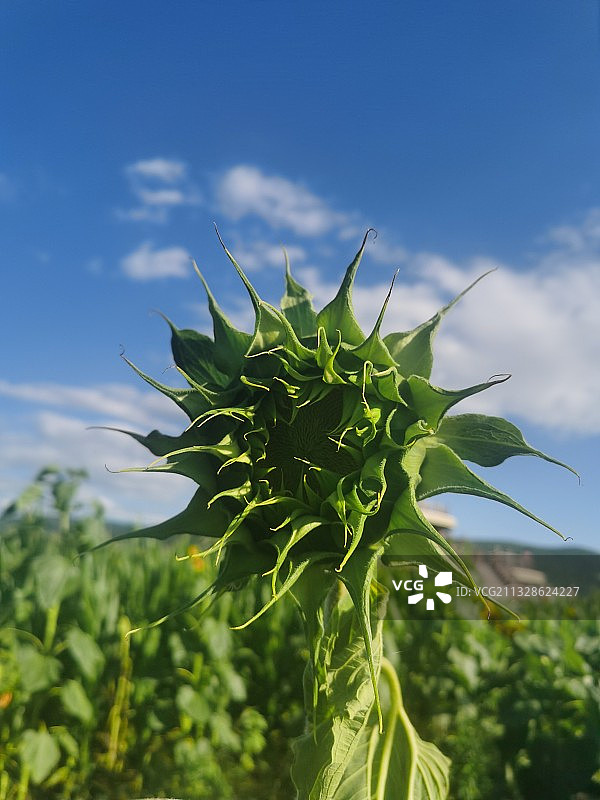 含苞待放的向日葵图片素材