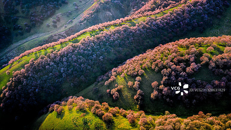 杏花沟的花图片素材