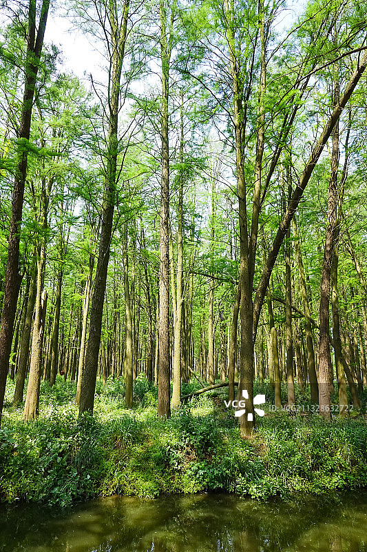 江苏兴化：李中水上森林公园图片素材
