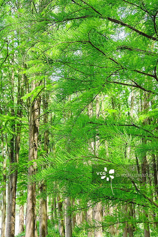 江苏兴化：李中水上森林公园图片素材