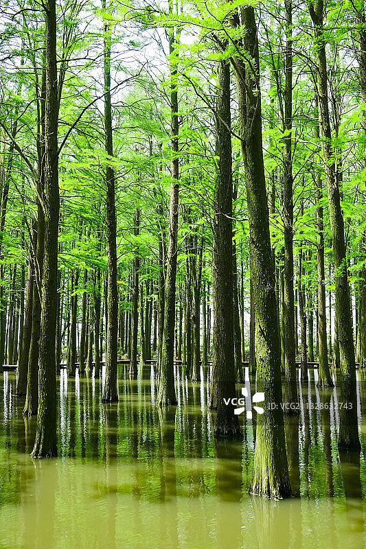 江苏兴化：李中水上森林公园图片素材