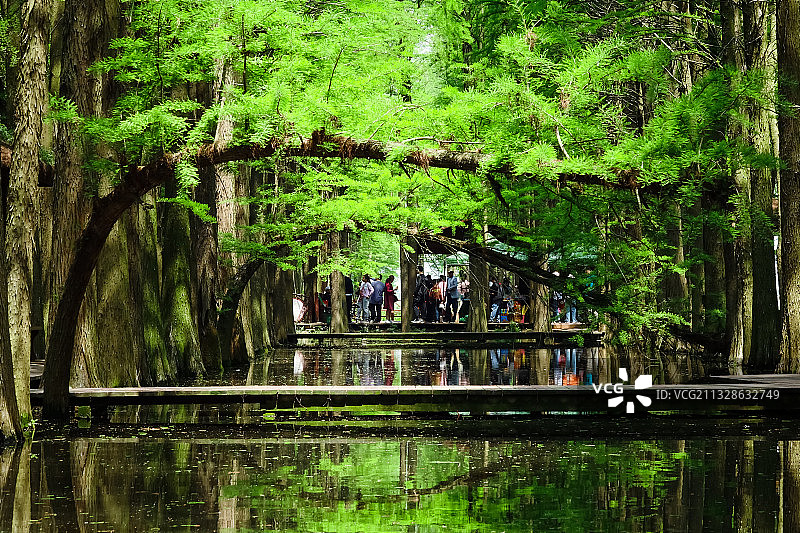 江苏兴化：李中水上森林公园图片素材