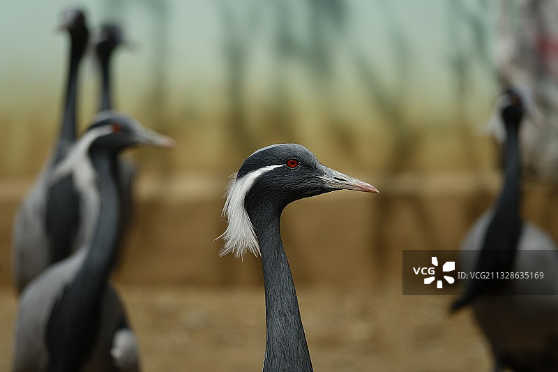 蓑羽鹤图片素材