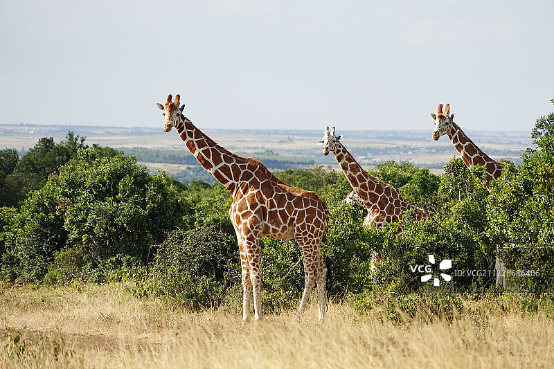 非洲长颈鹿图片素材