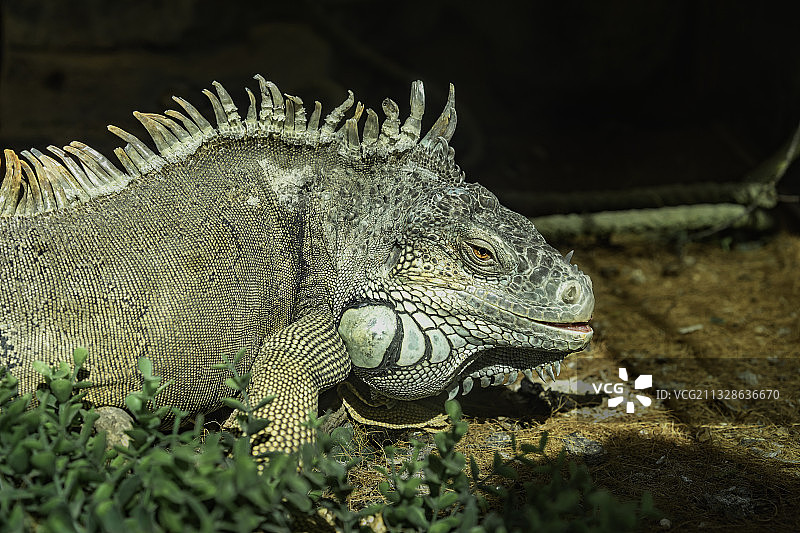 蓝岩鬣蜥图片素材