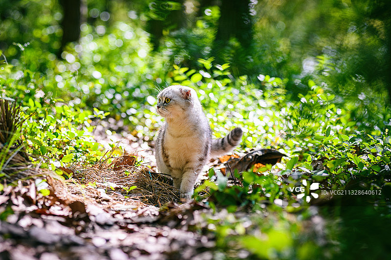 英短猫咪林中漫步图片素材