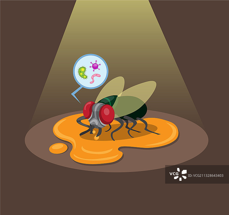 苍蝇落在地板上的食物残渣上图片素材