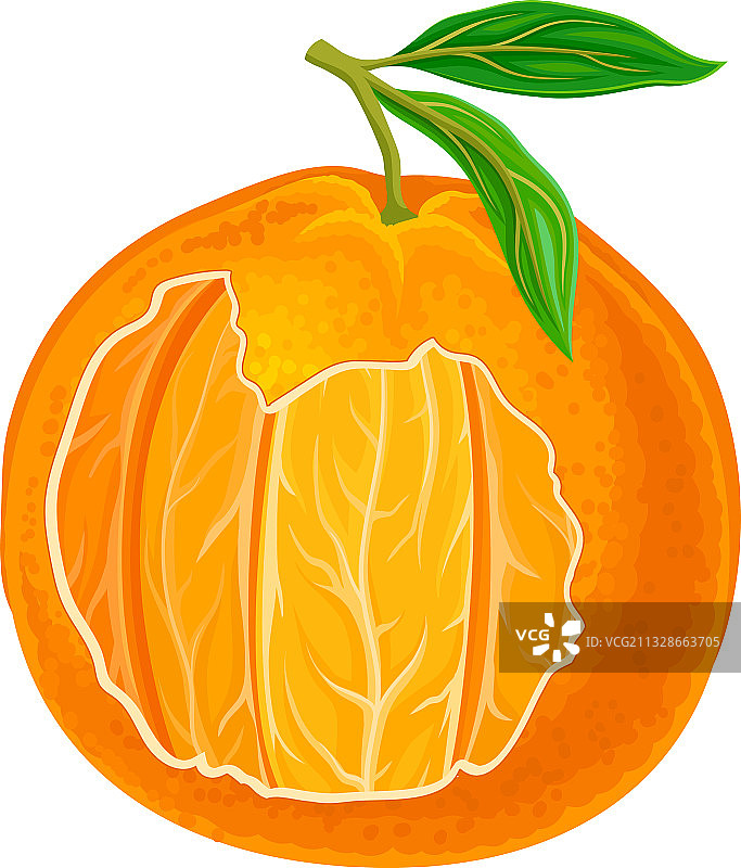 橘子或柑橘的果肉切面展示图片素材