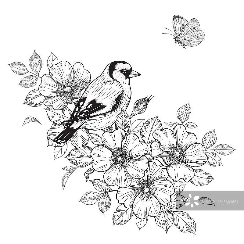 手绘金翅雀站在犬蔷薇树枝上图片素材