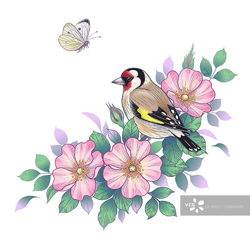 手绘金翅雀站在犬蔷薇树枝上图片素材