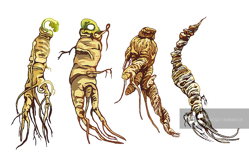 人参复古风格插画图片素材