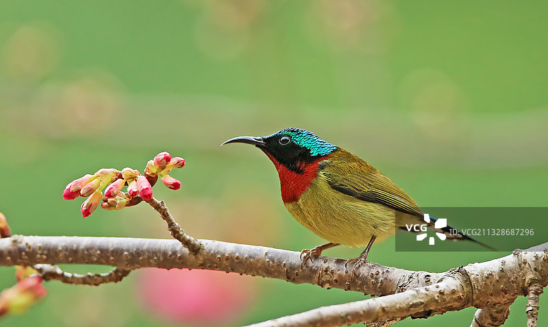樱花与叉尾太阳鸟图片素材