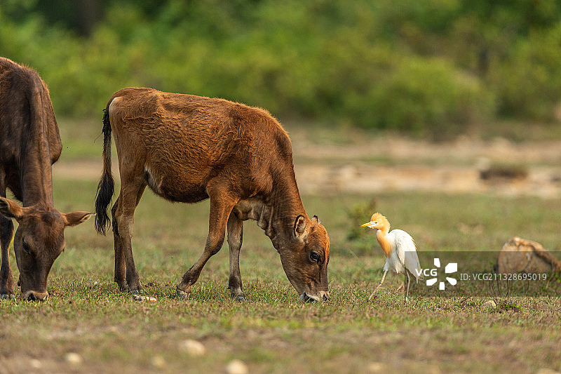 和谐共生，牛背鹭跟随在黄牛后面啄食被惊扰出来的昆虫等小动物图片素材