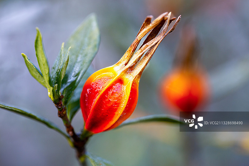 山栀子图片素材