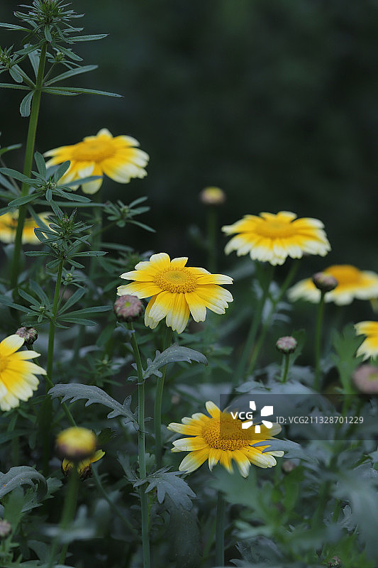 茼蒿花图片素材